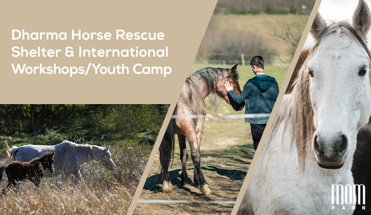 Jótékony célokat szolgál épülethálónk